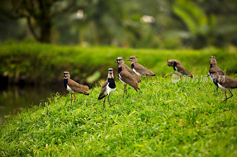 一群南田凫鸟(Vanellus chilensis)在一个郁郁葱葱的绿色田野，哥斯达黎加